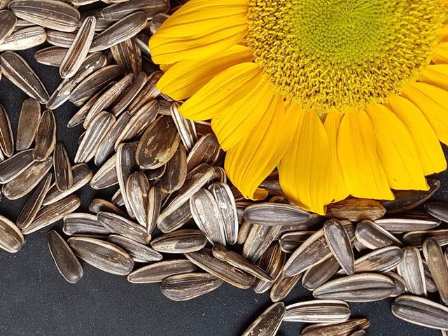 Slunečnicová semínka