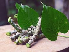 Chebule srdčitá: Ajurvédská bylinka, která léčí už tisíce let