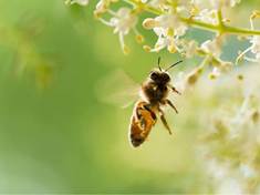 Štípnutí od vosy či včely. Bolest i otok zastaví med nebo cibule