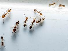 Vyžeňte mravence ze svého domova jednou provždy a bez chemie 