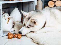 Opravdu psi nemohou jíst vlašské ořechy?