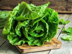 Poznejte výhody hlávkového salátu