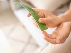 Aloe vera nabízí výhody pro vlasy i hubnutí