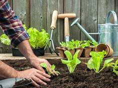 Druhy bylinek chránící vaši zeleninu před škůdci