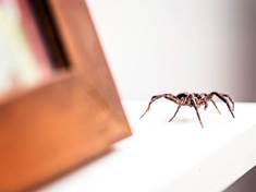 Vyžeňte pavouky z domu pomocí osvědčených triků a rad