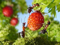 Mravence ze záhonků vyženou kuchyňské přísady