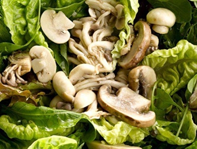 Restované houby na zeleném salátu